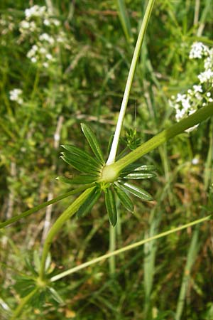 Galium album subsp. album \ Wei�es Labkraut / Upright Hedge Bedstraw, D Sinsheim 15.5.2015