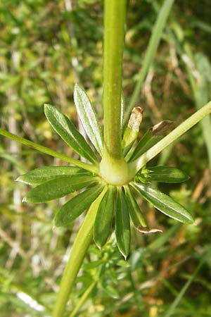 Galium album subsp. album \ Wei�es Labkraut / Upright Hedge Bedstraw, D Sinsheim 15.5.2015