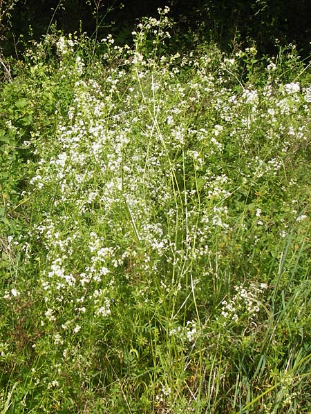 Galium album subsp. album \ Wei�es Labkraut / Upright Hedge Bedstraw, D Sinsheim 15.5.2015