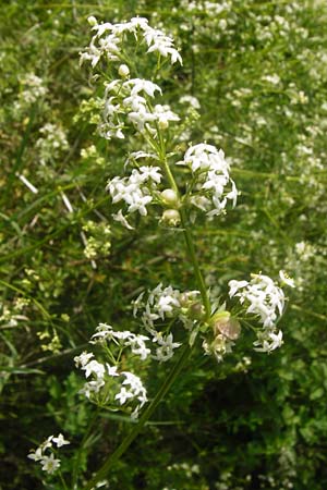 Galium album subsp. album \ Wei�es Labkraut / Upright Hedge Bedstraw, D Sinsheim 15.5.2015