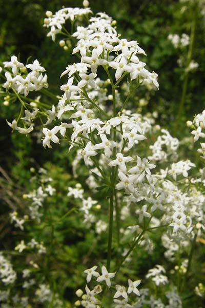 Galium album subsp. album \ Wei�es Labkraut / Upright Hedge Bedstraw, D Sinsheim 15.5.2015