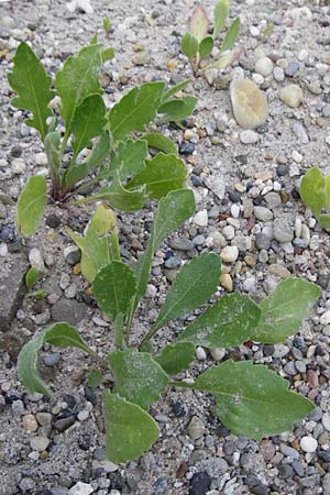 Gaillardia aristata \ Kokardenblume / Common Blanket Flower, D Ludwigshafen 8.7.2015