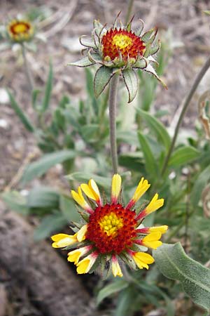 Gaillardia aristata \ Kokardenblume / Common Blanket Flower, D Ludwigshafen 8.7.2015