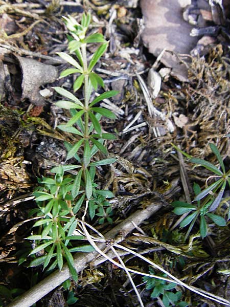 Galium pumilum \ Heide-Labkraut, Zierliches Labkraut / Slender Bedstraw, D Allmendingen 10.7.2015