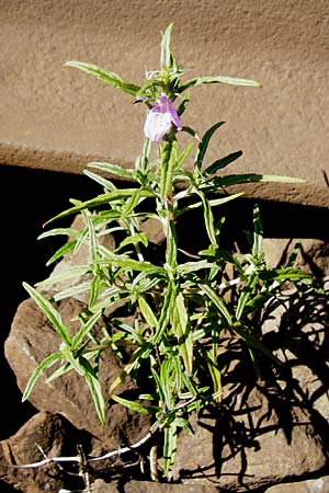 Galeopsis angustifolia \ Schmalbl�ttriger Hohlzahn / Red Hemp-Nettle, D Blaubeuren 10.7.2015