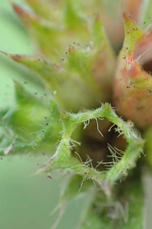 Galeopsis angustifolia \ Schmalbl�ttriger Hohlzahn / Red Hemp-Nettle, D Mannheim 9.9.2015