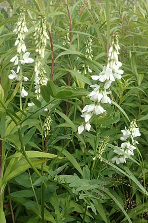 Galega officinalis \ Gei�raute / Goat's Rue, D Schwarzwald/Black-Forest, Hornisgrinde 3.8.2016