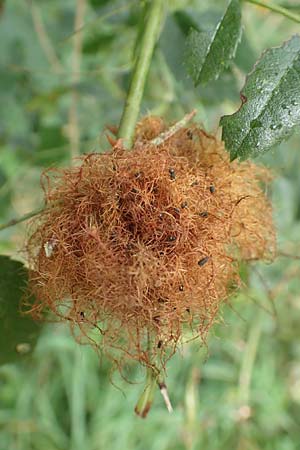Rosa canina \ Hunds-Rose / Dog Rose, Wild Briar, D Allensbach 3.9.2016