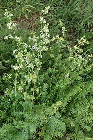 Galium album subsp. album \ Wei�es Labkraut / Upright Hedge Bedstraw, D Heppenheim 7.9.2017