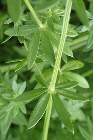 Galium album subsp. album \ Wei�es Labkraut / Upright Hedge Bedstraw, D Heppenheim 7.9.2017