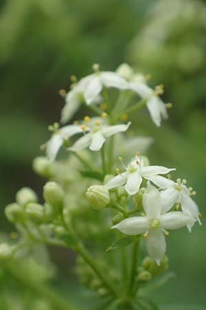 Galium album subsp. album \ Wei�es Labkraut / Upright Hedge Bedstraw, D Heppenheim 7.9.2017