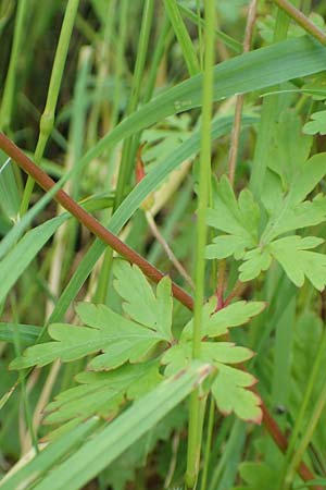 Geranium alboroseum \ Zartrosa Storchschnabel / Bright Pink Crane's-Bill, D Aachen 24.5.2018