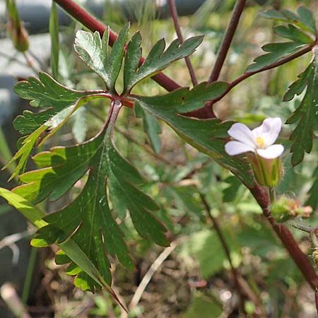 Geranium alboroseum \ Zartrosa Storchschnabel / Bright Pink Crane's-Bill, D Aachen 24.5.2018
