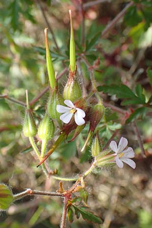 Geranium alboroseum \ Zartrosa Storchschnabel / Bright Pink Crane's-Bill, D Aachen 24.5.2018