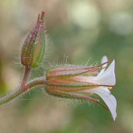 Geranium alboroseum \ Zartrosa Storchschnabel / Bright Pink Crane's-Bill, D Aachen 24.5.2018