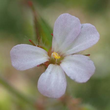 Geranium alboroseum \ Zartrosa Storchschnabel / Bright Pink Crane's-Bill, D Aachen 24.5.2018