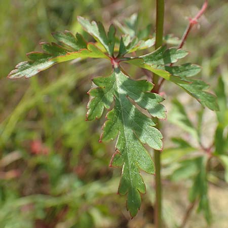Geranium alboroseum \ Zartrosa Storchschnabel / Bright Pink Crane's-Bill, D Aachen 24.5.2018