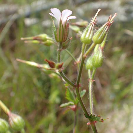 Geranium alboroseum \ Zartrosa Storchschnabel / Bright Pink Crane's-Bill, D Aachen 24.5.2018