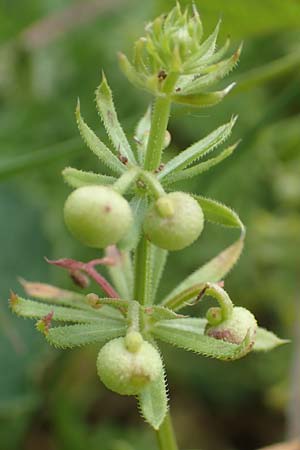 Galium tricornutum \ Dreih�rniges Labkraut / Corn Cleavers, Roughfruit Corn Bedstraw, D Gr&uuml;nstadt-Asselheim 21.6.2018