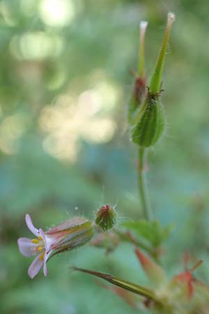 Geranium alboroseum \ Zartrosa Storchschnabel / Bright Pink Crane's-Bill, D Karlsruhe 16.5.2020