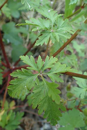 Geranium alboroseum \ Zartrosa Storchschnabel / Bright Pink Crane's-Bill, D Karlsruhe 16.5.2020