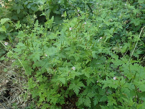 Geranium alboroseum \ Zartrosa Storchschnabel / Bright Pink Crane's-Bill, D Karlsruhe 16.5.2020