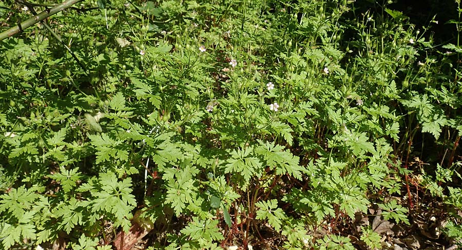 Geranium alboroseum \ Zartrosa Storchschnabel / Bright Pink Crane's-Bill, D Karlsruhe 16.5.2020