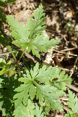 Geranium alboroseum \ Zartrosa Storchschnabel / Bright Pink Crane's-Bill, D Karlsruhe 16.5.2020