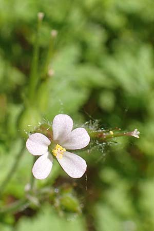 Geranium alboroseum \ Zartrosa Storchschnabel / Bright Pink Crane's-Bill, D Karlsruhe 16.5.2020