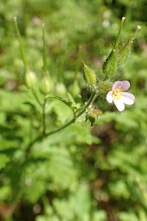 Geranium alboroseum \ Zartrosa Storchschnabel / Bright Pink Crane's-Bill, D Karlsruhe 16.5.2020