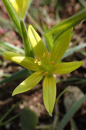 Gagea villosa \ Acker-Gelbstern / Hairy Star of Bethlehem, D Neuleiningen 28.3.2021