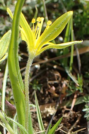 Gagea villosa \ Acker-Gelbstern / Hairy Star of Bethlehem, D Neuleiningen 28.3.2021
