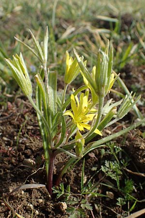 Gagea villosa \ Acker-Gelbstern / Hairy Star of Bethlehem, D Neuleiningen 28.3.2021