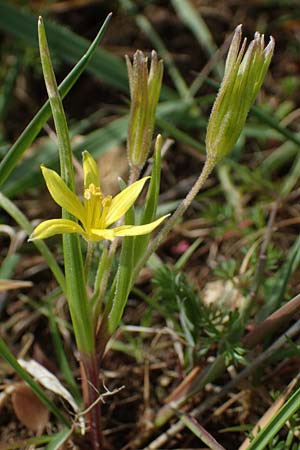 Gagea villosa \ Acker-Gelbstern / Hairy Star of Bethlehem, D Neuleiningen 13.4.2021