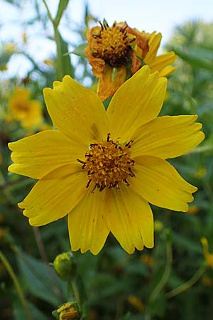 Guizotia abyssinica \ Ramtillkraut, Nigersaat / Niger, Gingelli, D Kehl 1.10.2021