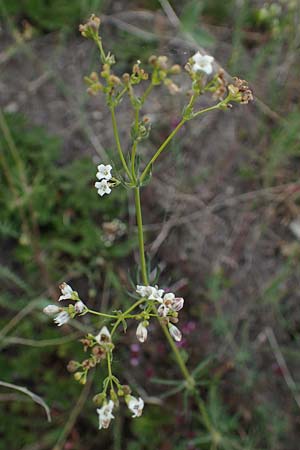 Galium glaucum \ Blaugr�nes Labkraut / Glaucous Bedstraw, Waxy Bedstraw, D Th&uuml;ringen, Tunzenhausen 9.6.2022