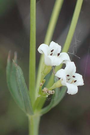 Galium glaucum, Blaugr&uuml;nes Labkraut