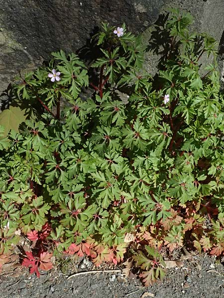 Geranium alboroseum \ Zartrosa Storchschnabel / Bright Pink Crane's-Bill, D Bochum 12.4.2025
