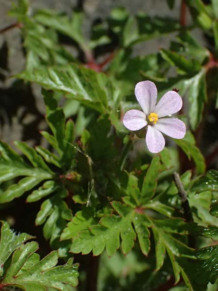 Geranium alboroseum \ Zartrosa Storchschnabel / Bright Pink Crane's-Bill, D Bochum 12.4.2025