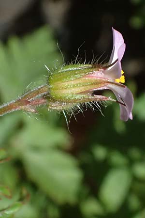 Geranium alboroseum \ Zartrosa Storchschnabel / Bright Pink Crane's-Bill, D Bochum 12.4.2025