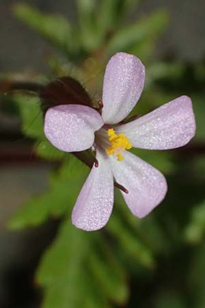 Geranium alboroseum \ Zartrosa Storchschnabel / Bright Pink Crane's-Bill, D Bochum 12.4.2025