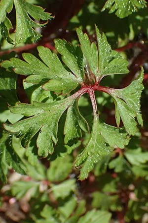 Geranium alboroseum \ Zartrosa Storchschnabel / Bright Pink Crane's-Bill, D Bochum 12.4.2025