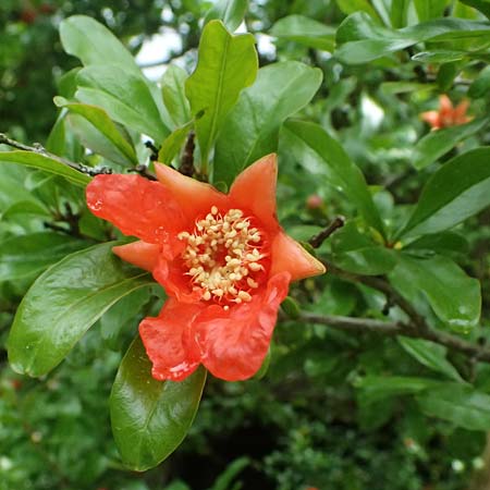 Punica granatum \ Granatapfel / Pomegranate, D Weinheim an der Bergstra&szlig;e, Botan. Gar.  Hermannshof 29.5.2025