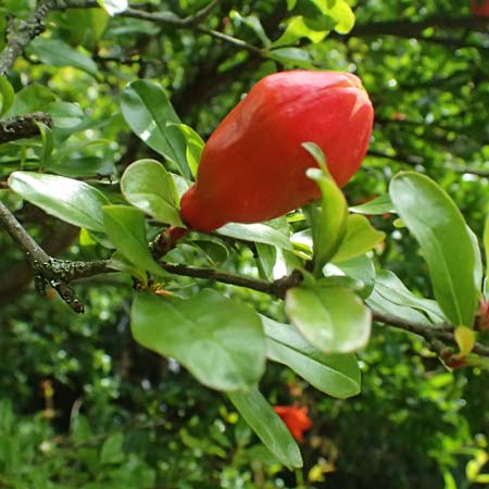 Punica granatum \ Granatapfel / Pomegranate, D Weinheim an der Bergstra&szlig;e, Botan. Gar.  Hermannshof 29.5.2025