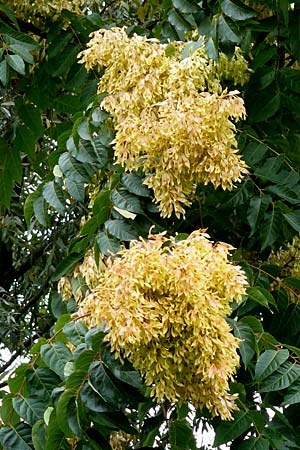 Ailanthus altissima \ Chinesischer G�tterbaum / Tree of Heaven, D Mannheim 12.9.2015