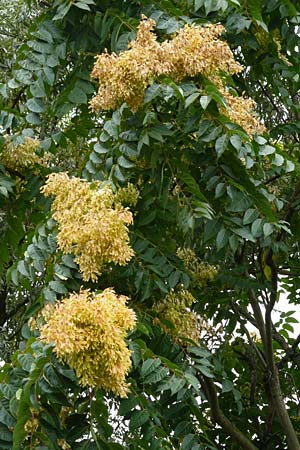 Ailanthus altissima \ Chinesischer G�tterbaum / Tree of Heaven, D Mannheim 12.9.2015