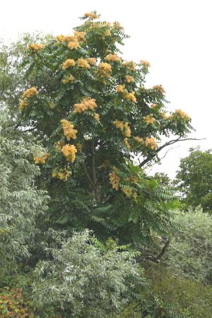 Ailanthus altissima \ Chinesischer G�tterbaum / Tree of Heaven, D Mannheim 12.9.2015