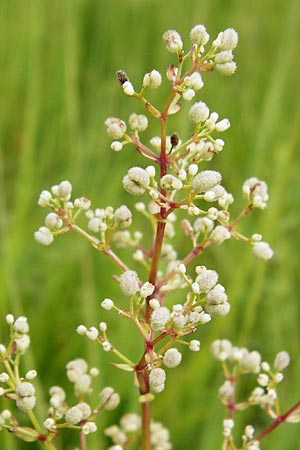 Galium boreale \ Nordisches Labkraut / Northern Bedstraw, D Grettstadt 18.7.2015