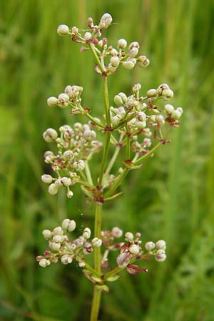 Galium boreale \ Nordisches Labkraut / Northern Bedstraw, D Grettstadt 18.7.2015