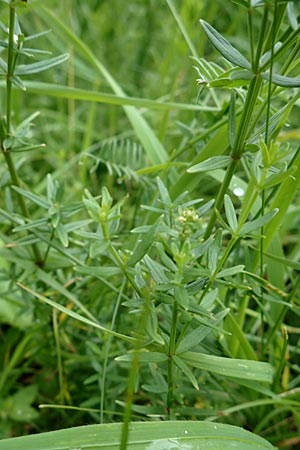 Galium boreale \ Nordisches Labkraut / Northern Bedstraw, D Hechingen 20.6.2015